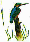Pai - Vogel  (3.3 K)